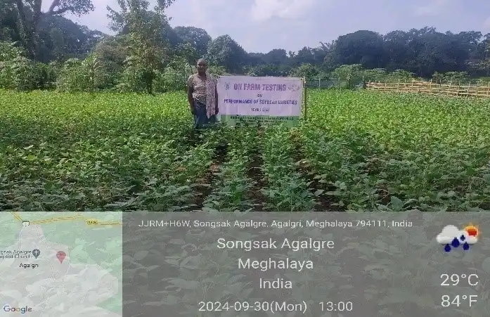 Soybean